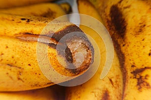 Close-up rotten banana fruit