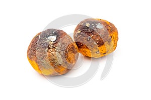 Close up of Rotten Oranges on iSolated White Background