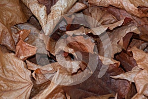 Close-up of rotting autumn leaves