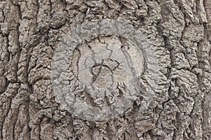 A close-up of the rough bark of an ancient Oak tree