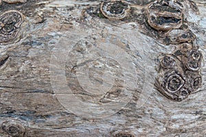 Close-up of rough bark shows natural patina and organic structures as wooden background for wooden wallpapers or timber industry
