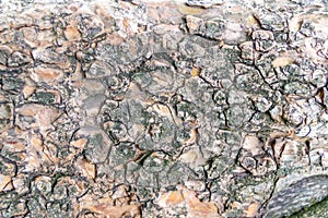 Close-up of rough bark shows natural patina and organic structures as wooden background for wooden wallpapers or timber industry