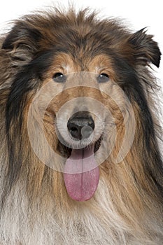 Close-up of Rough collie with tongue out