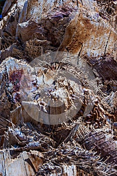 Close-up of rough palm tree bark texture