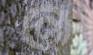 Close-Up of Rough Stone Wall with Subtle Moss Texture