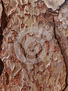 Close Up of Rough Tree Bark with Natural Texture