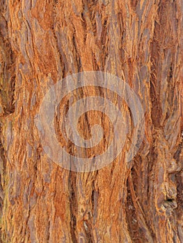 Close Up of Rough Tree Bark with Natural Texture