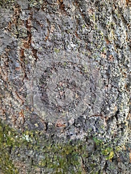 Close-up of rough tree bark texture with natural cracks and moss details.