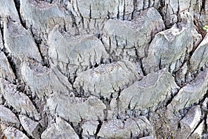 Close up roughly skin of a tropical palm tree for background backdrop