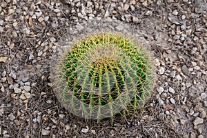 Close up of a round green cactaceae (Echinocactus grusonii Hildm