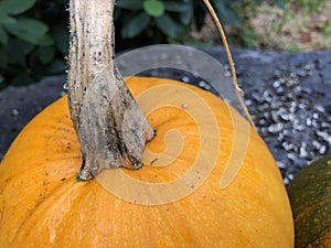 Close-up on Round Pumpkin on Stone Bench with Birdseed