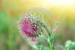 Close up of round spiky purple thistle bud