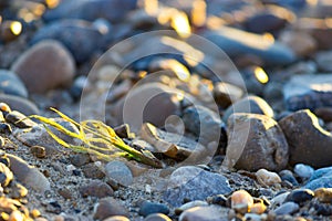 Close up of rounded sand and grass