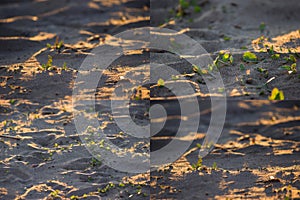 Close up of rounded sand and grass