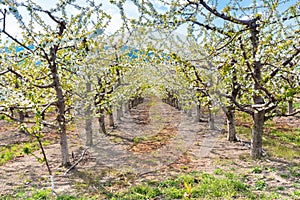 Close-up of row of cherry trees in bloom in an Okanagan Valley orchard