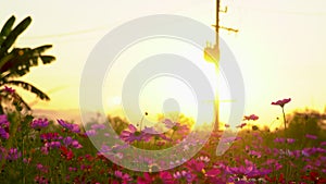 Close up of row of cosmos flowers with summer sun