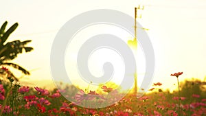 Close up of row of cosmos flowers with summer sun tone