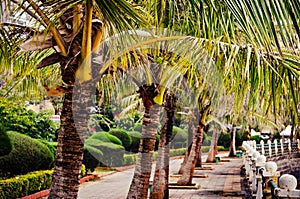 Close up of a row of palm trees on Catba island, Vietnam