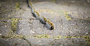 Close-up of a row of pine processionaries