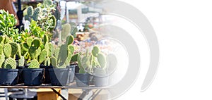 Close up of row pots with cacti on table at flower fair. Flower spring festival. Web banner with mock up. Copy space