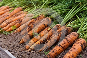 Close-up of row of ripe unwashed carrots lying on ground freshly dug out from garden-bed in vegetable garden. Harvest.