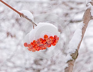 Close up of rowanberries at snow