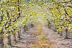 Close-up of rows of blossoming cherry trees in orchard in springtime