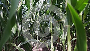Close-up of rows of green juicy stalks of corn, leaves sway in the wind, sun rays make their way through the foliage