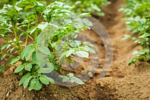 Close up Rows of growth green potato at early summer in selective focus