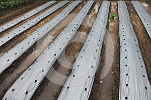 Close up of rows of soil covered with plastic mulch and a green bucket