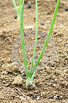 Close up of rows of sown onions plants
