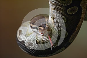 Close up royal python with tongue out
