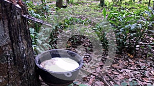 Close-up of the rubber latex drop from a rubber tree