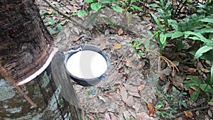 Close-up of the rubber latex drop from a rubber tree