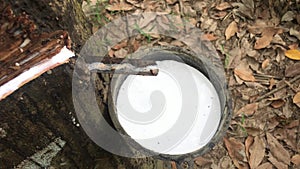 Close-up of the rubber latex drop from a rubber tree