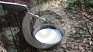 Close-up of the rubber latex drop from a rubber tree