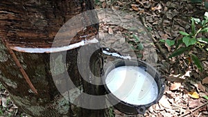 Close-up of the rubber latex drop from a rubber tree