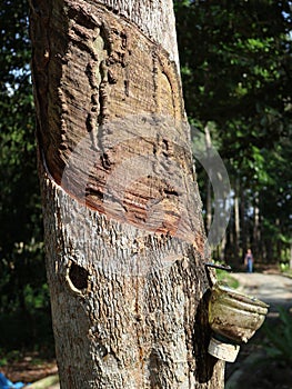 Close-up of rubber tree latex collection process