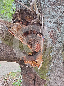 Close-up of a rubber tree trunk broken after a storm Hevea Brasiliensis as a source of natural rubber.