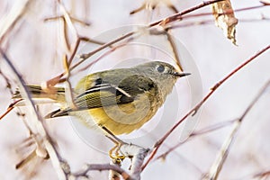 Close up of Ruby-crowned Kinglet Regulus calendula perched on a branch; blurred background, San Francisco bay area, California