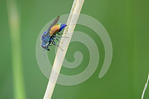 Ruby-tailed wasp