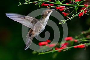 Close up of a Ruby Topaz hummingbird feeding on flowers