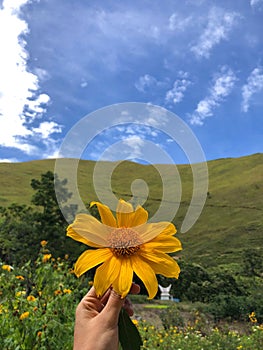 Close up of Rudbeckia flower at Holbung hill in North Sumatera, Indonesia