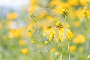 Close-up of rudbeckia lacinata `Autumn Sun` cutleaf coneflower