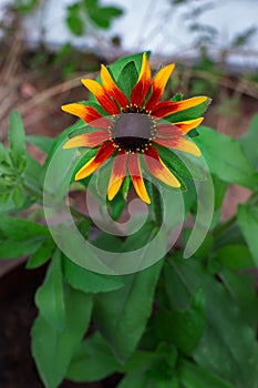 Close-up of a Rudbeckia yellow and burnt orange flower