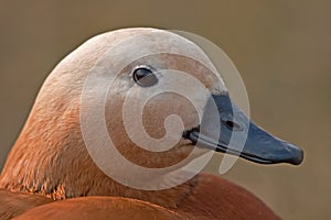 Close up of Ruddy Shelduck