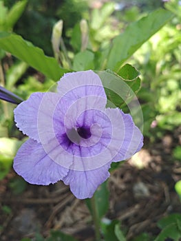 Close up ruellia tuberorosa or minnieroot flower plant