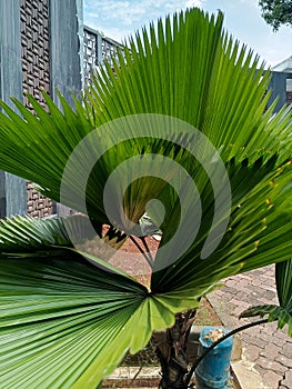 Close up of ruffled fan palm tree leaf (Licuala cordata). Tropical plant, green natural foliage