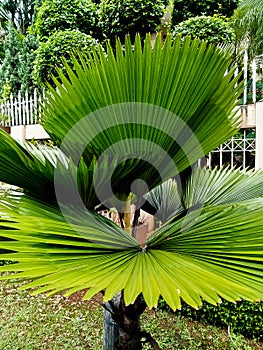 Close up of ruffled fan palm tree leaf (Licuala cordata). Tropical plant, green natural foliage