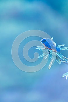 Close-up of a Rufous-bellied Niltava perch in the branch